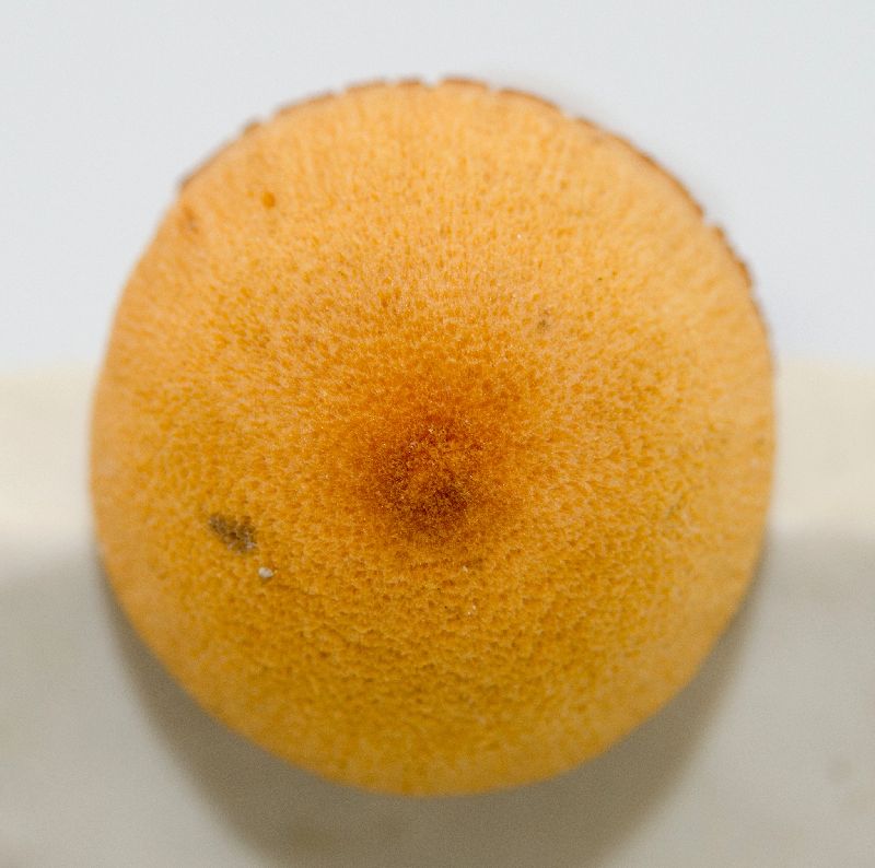 Hydnangiaceae image