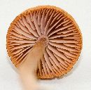 Laccaria laccata image