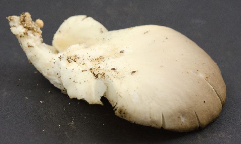 Pleurotus image