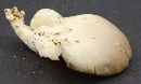 Pleurotus ostreatus image