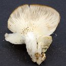 Pleurotus ostreatus image