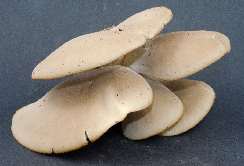 Pleurotus image