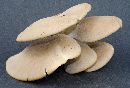 Pleurotus ostreatus image