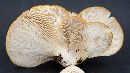 Pleurotus ostreatus image