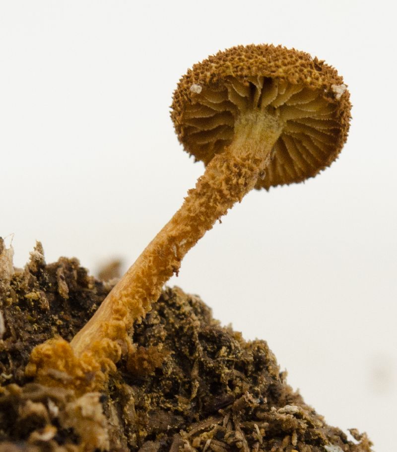 Tricholomopsis image