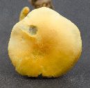 Hypholoma fasciculare image