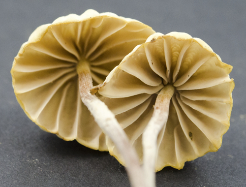 Marasmius image