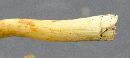 Hypholoma fasciculare image