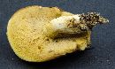 Suillus brevipes image