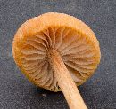 Laccaria laccata image