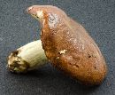 Suillus brevipes image