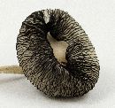 Image of Coprinus lagopus