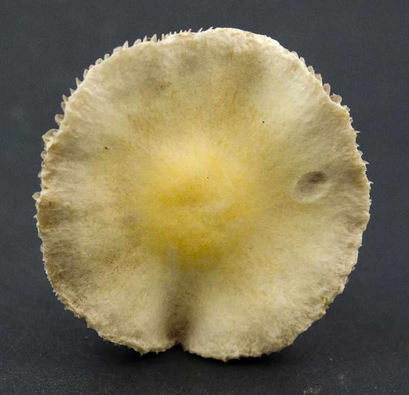 Stropharia coronilla image