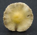 Stropharia coronilla image