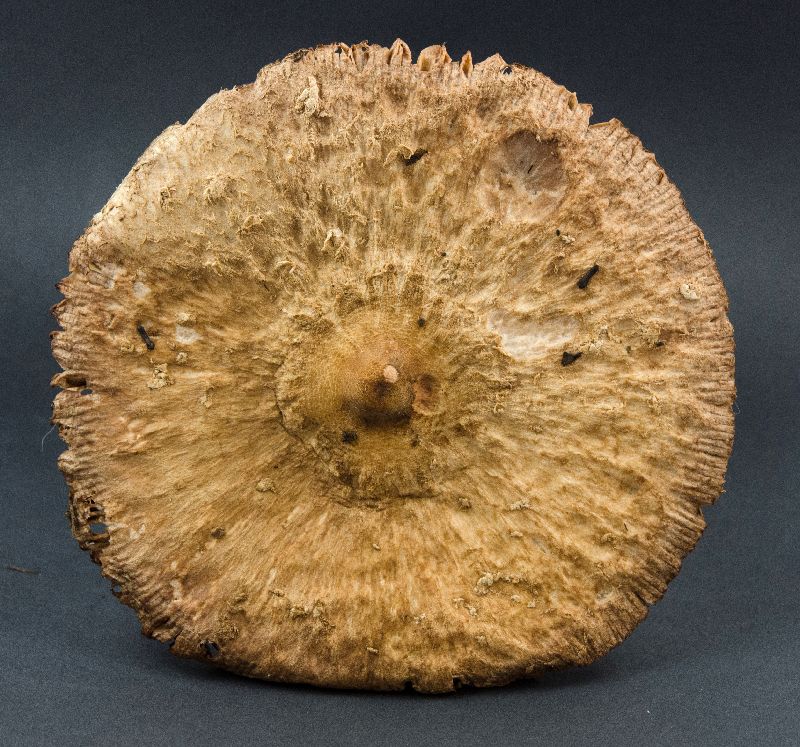 Macrolepiota image