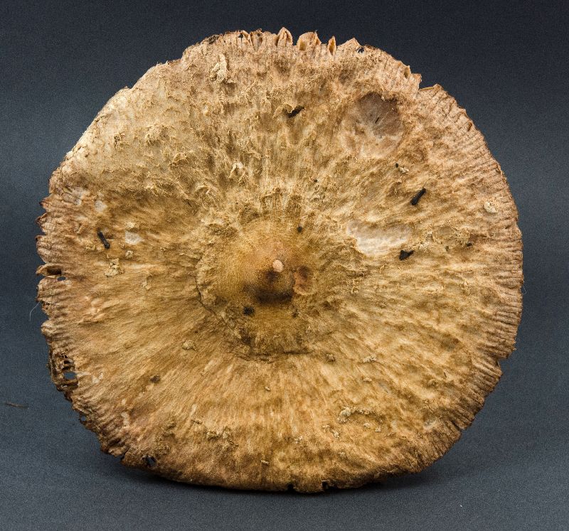 Macrolepiota image