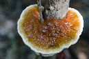 Ganoderma lucidum image