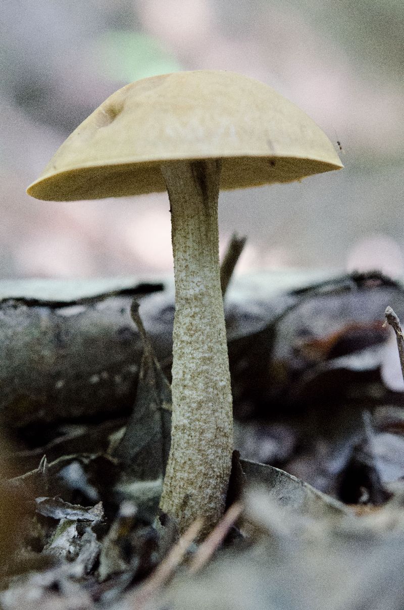 Leccinum image