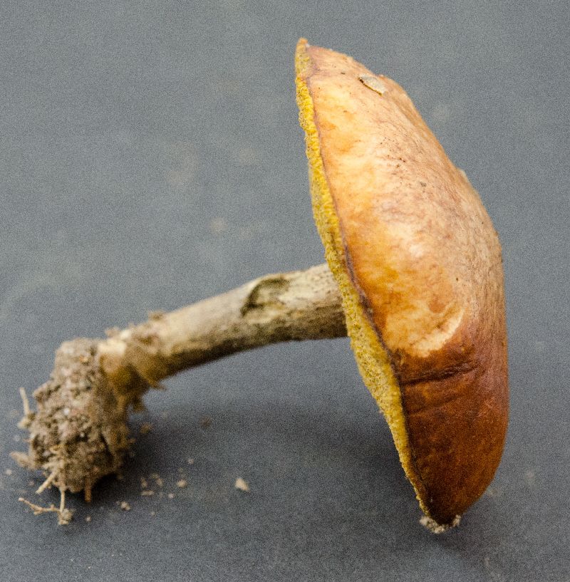 Suillus cothurnatus image