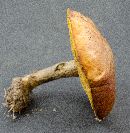 Suillus cothurnatus image