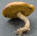 Suillus cothurnatus image