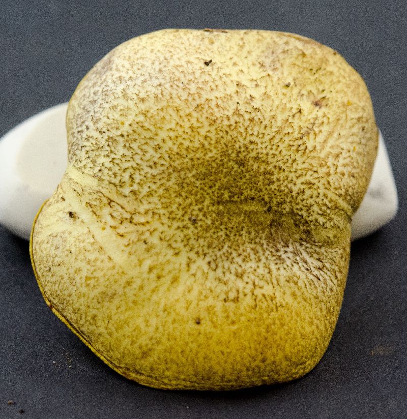 Suillus image