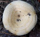 Lactarius yazooensis image