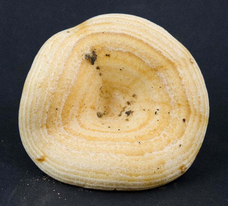 Lactarius yazooensis image