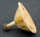 Lactarius yazooensis image