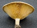 Lactarius yazooensis image