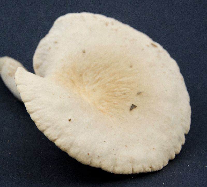 Lactarius subplinthogalus image