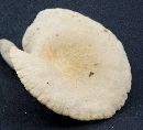 Lactarius subplinthogalus image