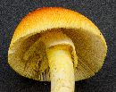 Amanita jacksonii image