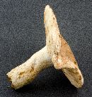 Russula compacta image