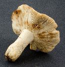 Russula compacta image