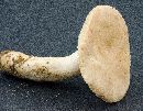 Lactarius subplinthogalus image