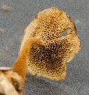 Coltricia cinnamomea image