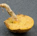 Suillus cothurnatus image