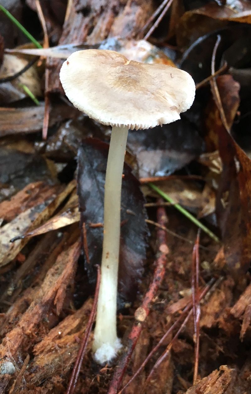 Pluteus image