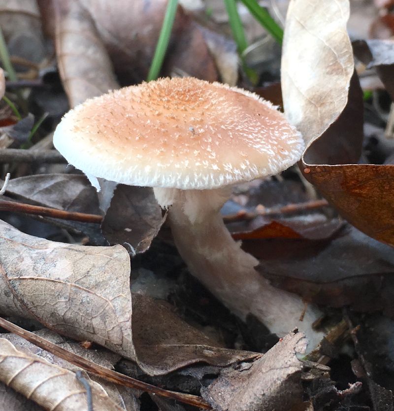 Armillaria image