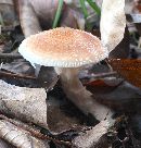 Armillaria gallica image