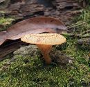 Image of Agaricus ectypoides