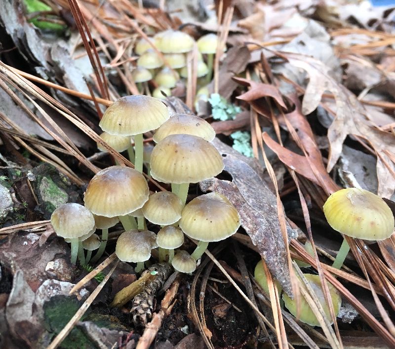 Mycena epipterygia image