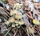 Image of Mycena splendidipes