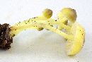 Mycena epipterygia image