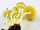 Mycena epipterygia image