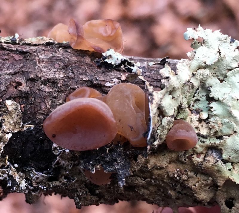 Auricularia image