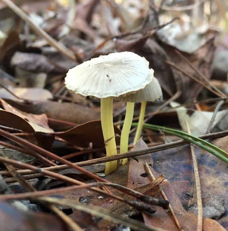 Mycena epipterygioides image