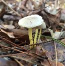 Image of Mycena epipterygioides