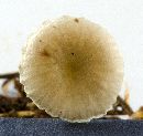 Mycena epipterygioides image